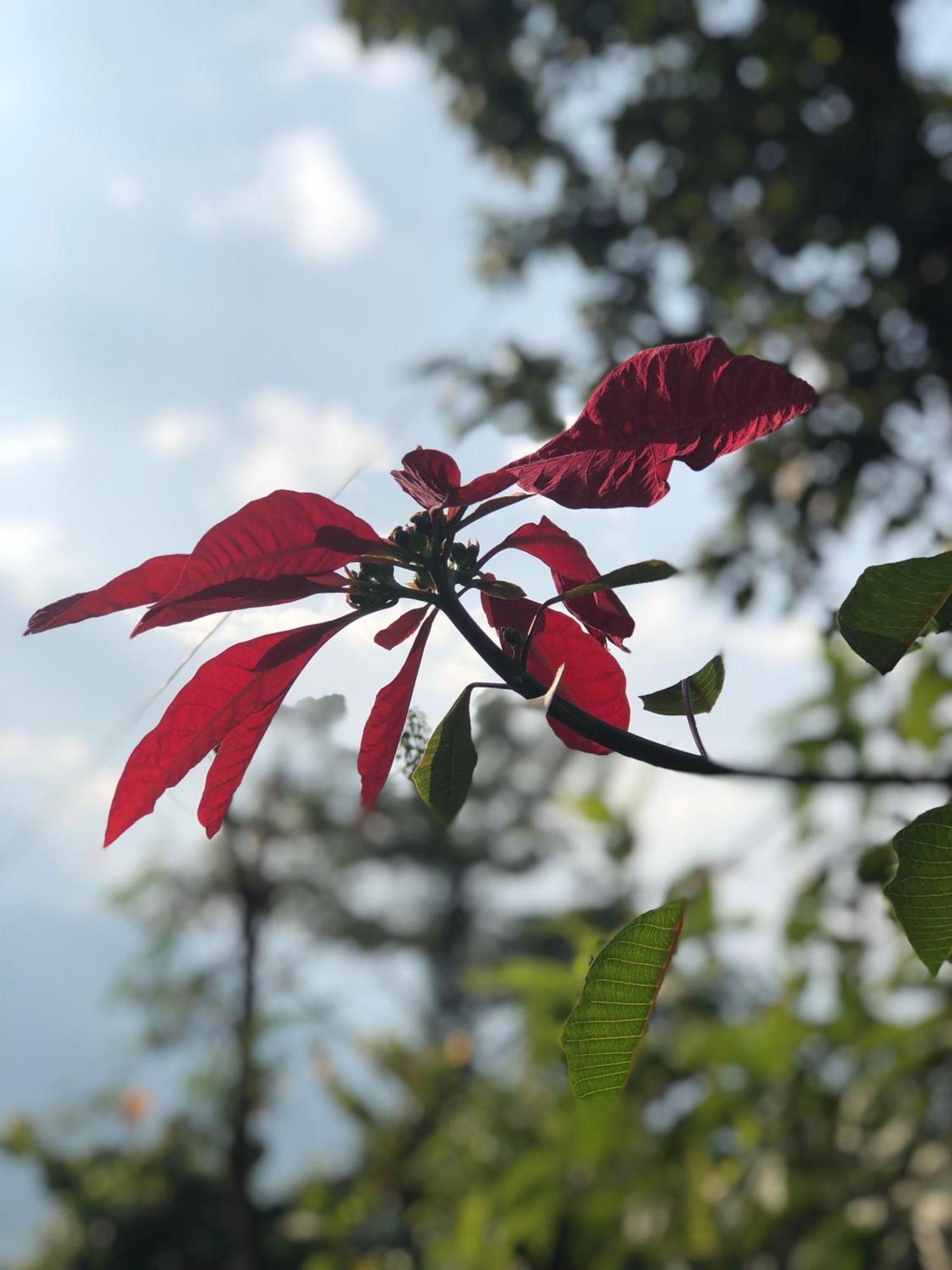 הוילה Kāskī Into The Wild Pokhara מראה חיצוני תמונה