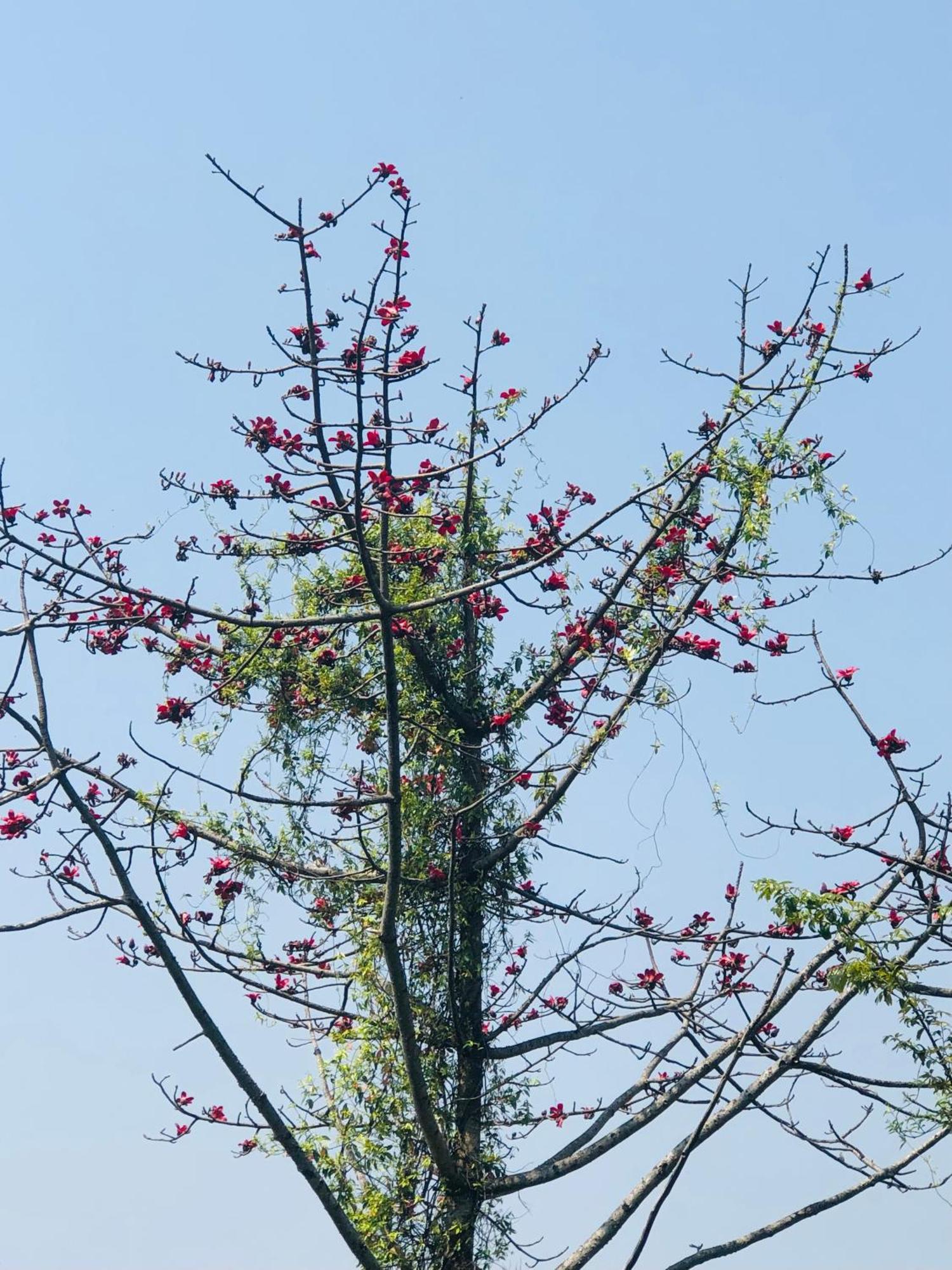 הוילה Kāskī Into The Wild Pokhara מראה חיצוני תמונה